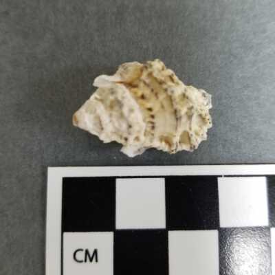 Seashell