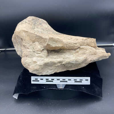 Fossil