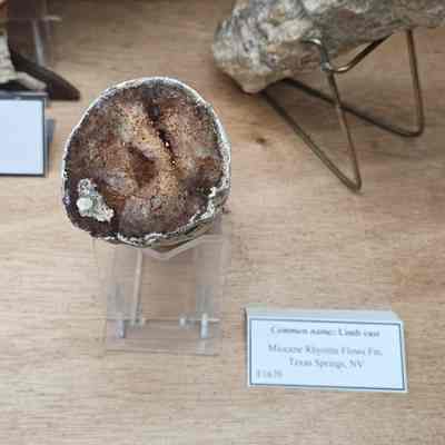 Limb Cast