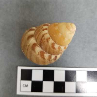 Seashell