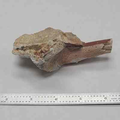 Limb Cast