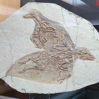 Double Confuciusornis Plate