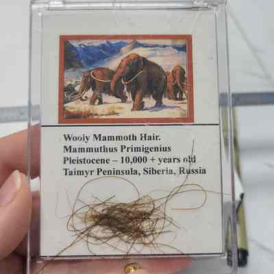 Wooly Mammoth Hair