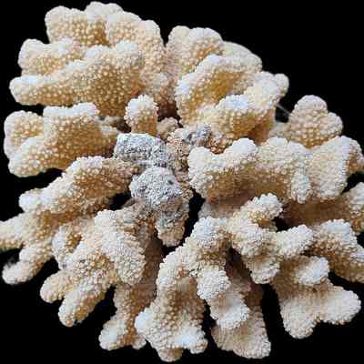 Cauliflower Coral