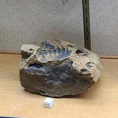 Trigonia (Bivalve; Impressions)
