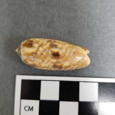 Seashell