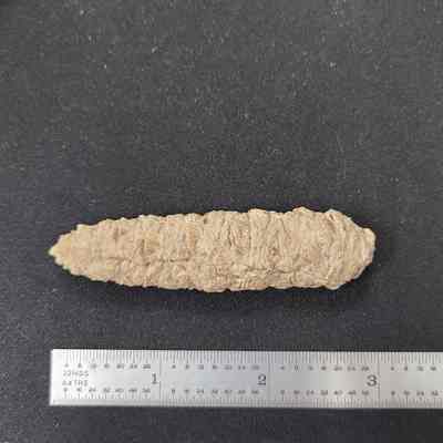 Petrified Cone