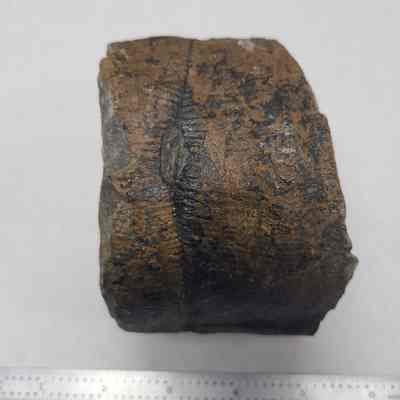 Botanical Fossil