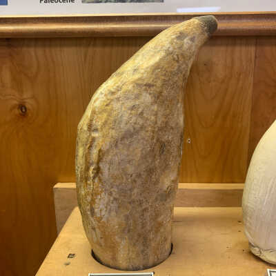 Prehistoric Sperm Whale Tooth
