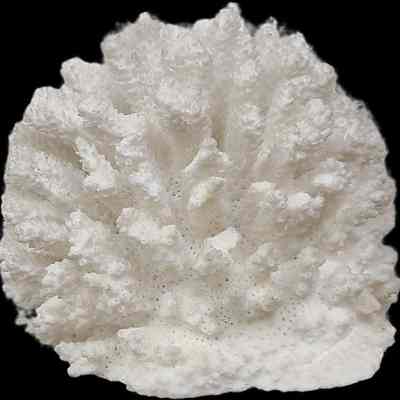 Elkhorn Coral
