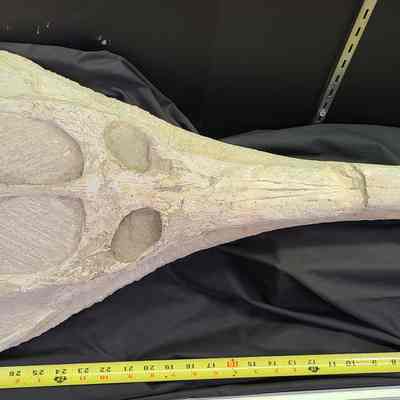 Dyrosaurus Skull