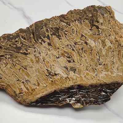 Petrified Palm Wood