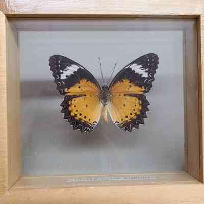 Leopard Lacewing Butterfly