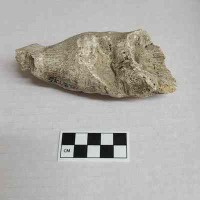 Horn Coral