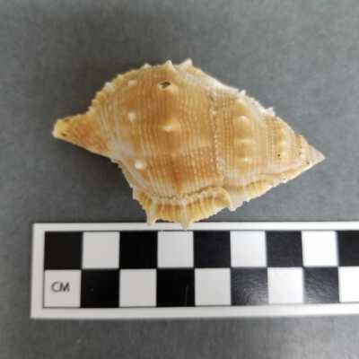 Seashell