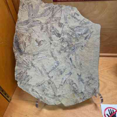Knightia (Herring) Plate