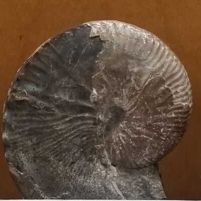 Discoscaphites conradi (Ammonite)