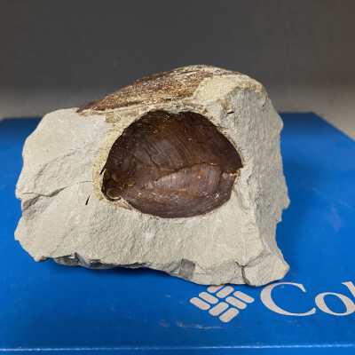 Rock