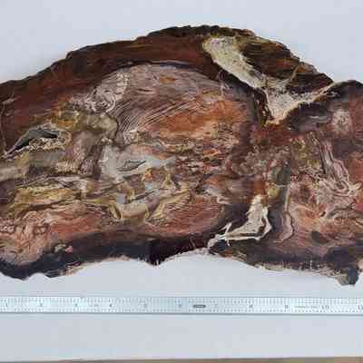 Petrified Wood