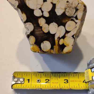 Petrified Wood
