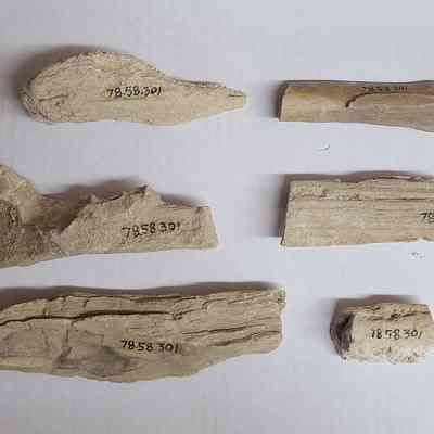 Limb cast