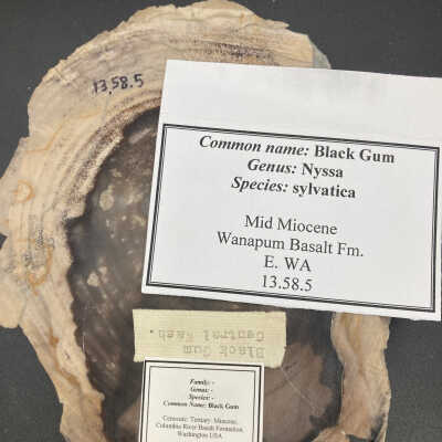 Back of object