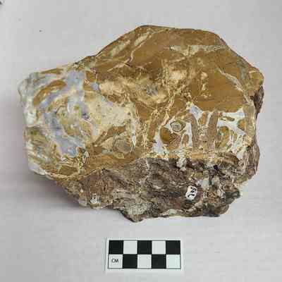 Petrified Wood