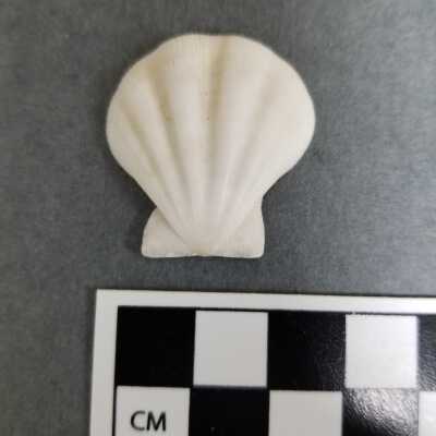 Seashell