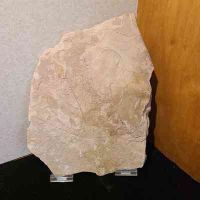 Leaf Fossil