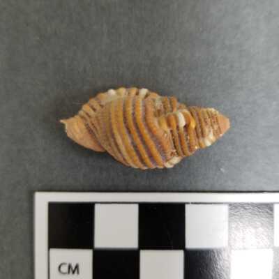 Seashell
