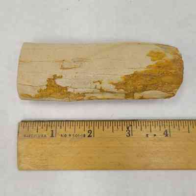 Black Locust