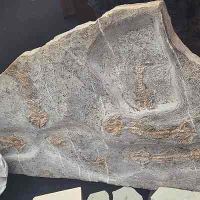 Lizard Plate