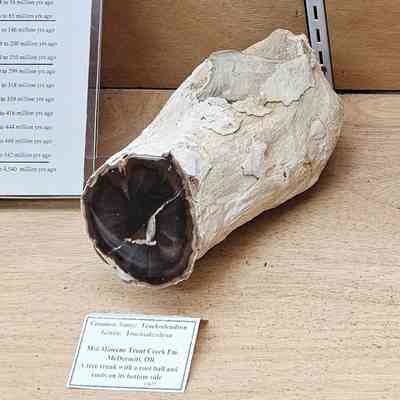 Trochodendron