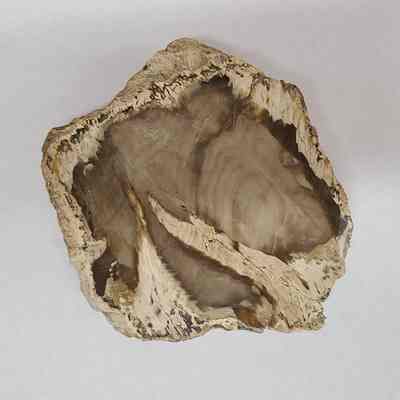 Petrified Wood