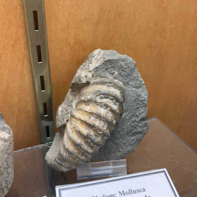 Fossil Ammonite