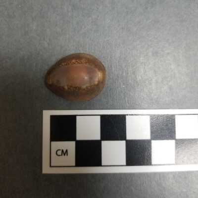 Seashell