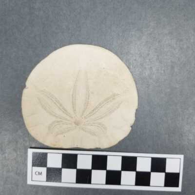Sand Dollar