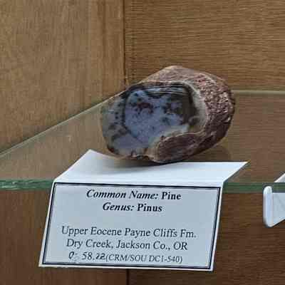 Palm