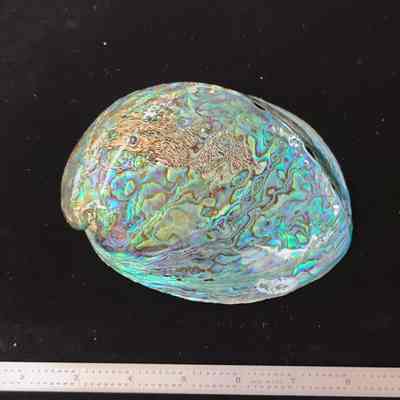 Pāua (Abalone)