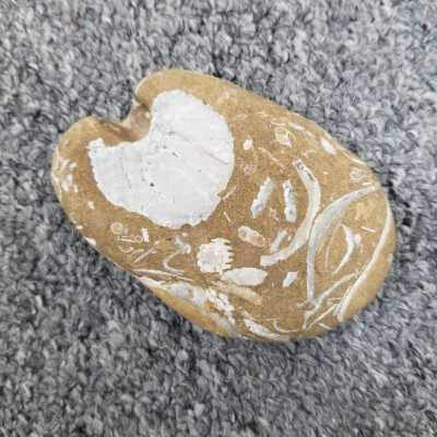 Fossil shells