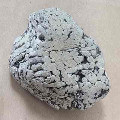 Coral Reef Fossil