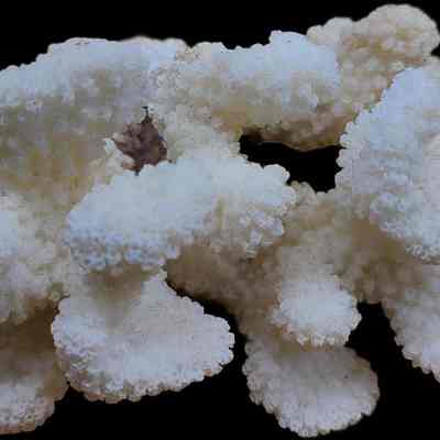 Cauliflower Coral