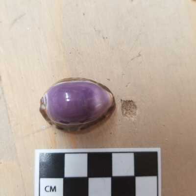 Seashell