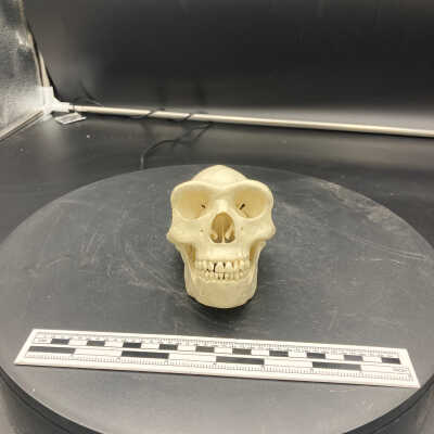 Homo erectus skull (cast)