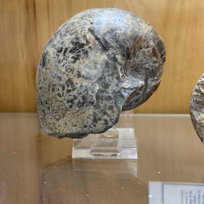 Nautiloid
