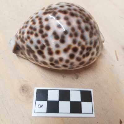 Seashell