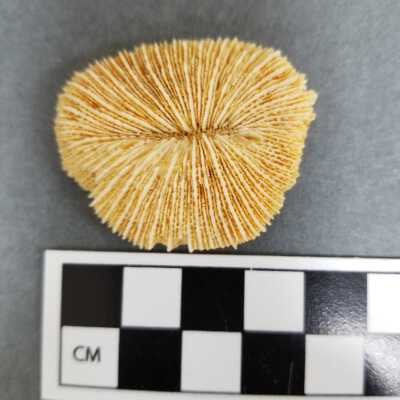 Object