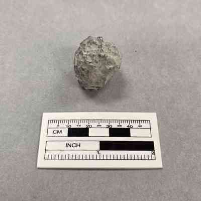 Fossil Crinoid (Calyx)
