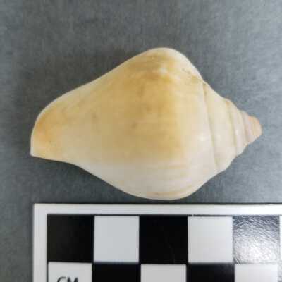 Seashell