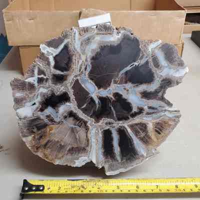 Petrified Wood